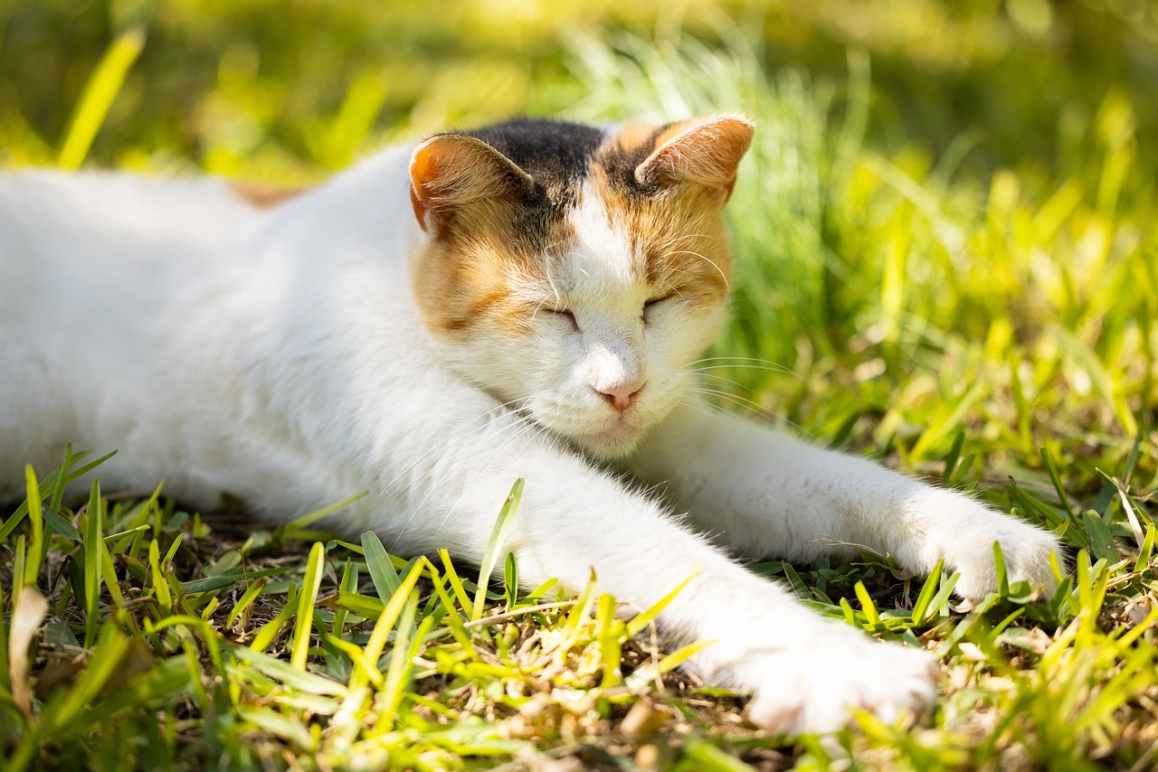 cat, pet, feline, animal, fur, kitty, whiskers, mammal, domestic, domestic cat, cat portrait, animal world, nature, close up, cat, cat, cat, cat, cat