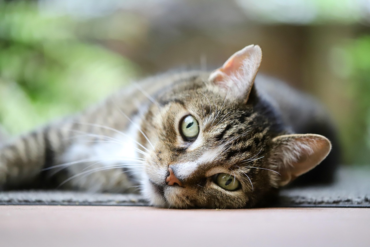 cat, nature, mackerel, european shorthair, domestic cat, domestic animal, pet, mammal, cat eyes, cat face, whiskers, animal