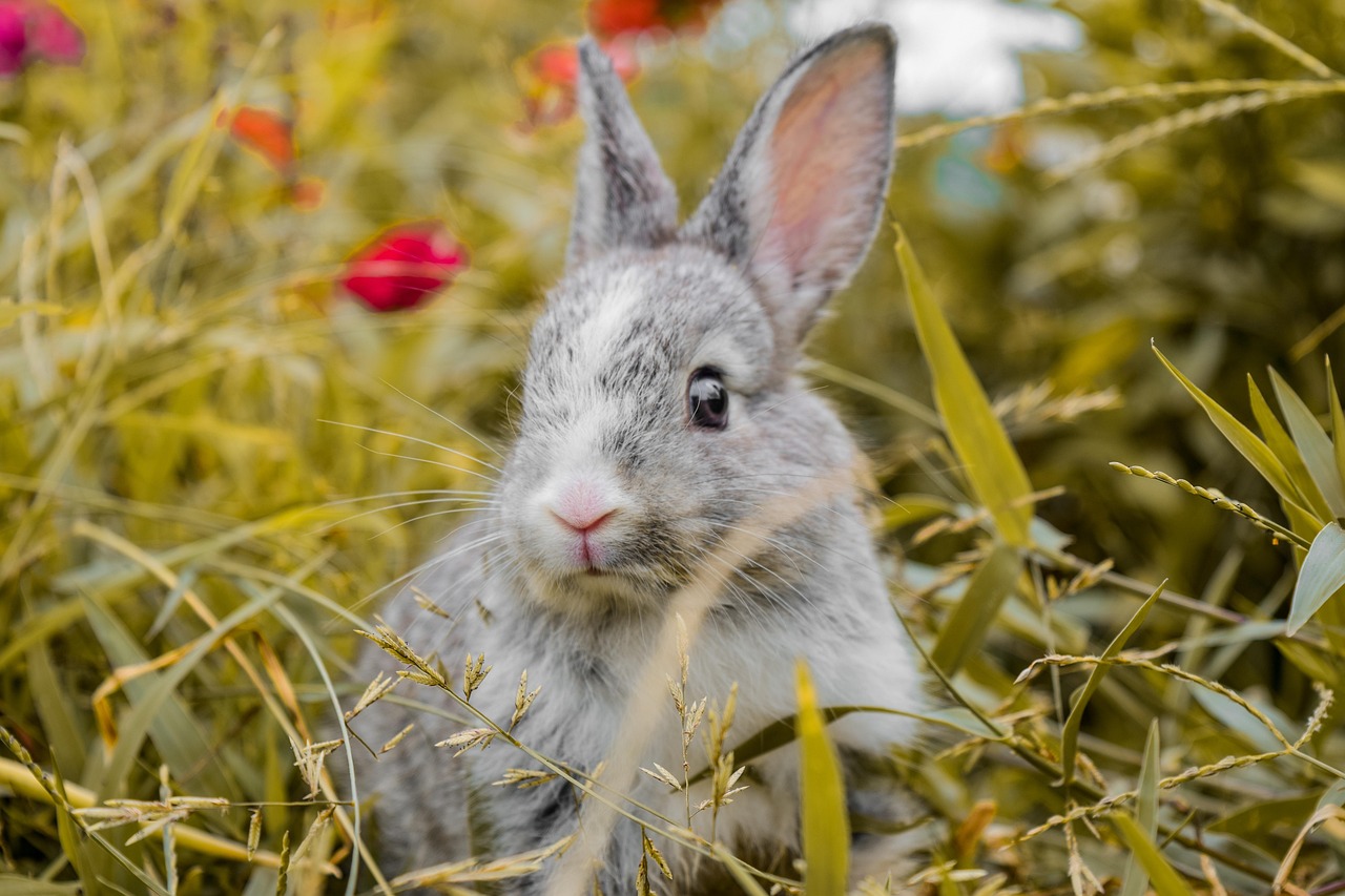 animal, rabbit, mammal, fauna, species, wildlife, nature, bunny
