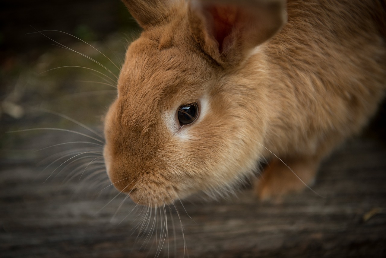 animal, bunny, close up, nature, cute, pet, rabbit, whiskers, brown animal, brown rabbit, brown bunny, domestic, domestic animal, portrait