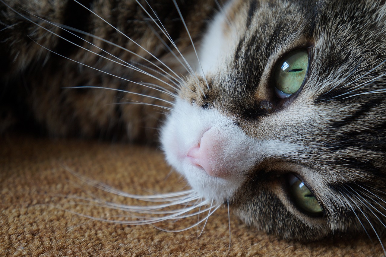 kat, pet, nature, cat, cute, face, head, meow, pets, animal, nose, wild, animals