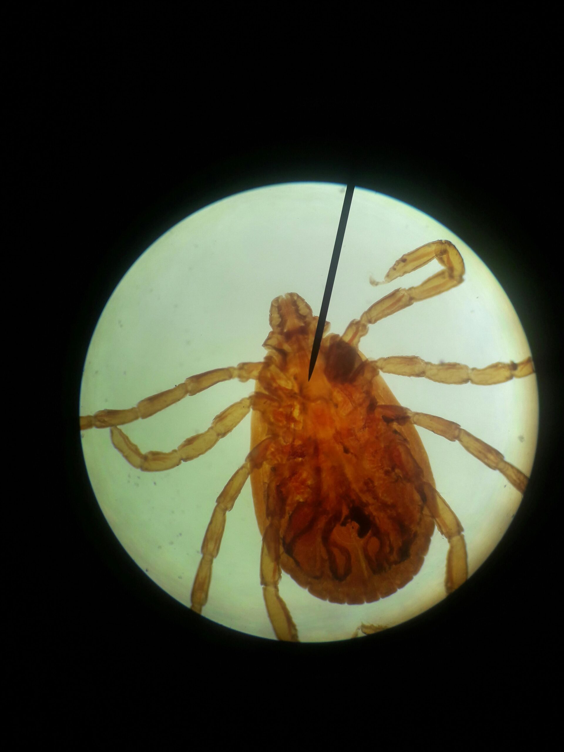 Detailed view of a tick specimen viewed under a microscope.